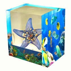Star Fish, Brown in Centre with display box