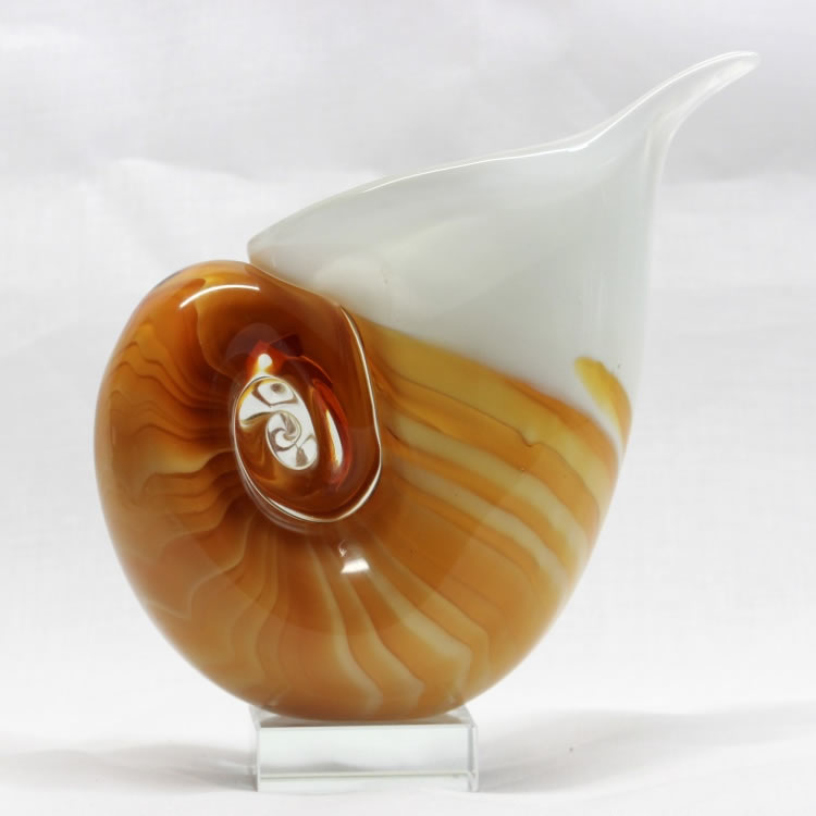 Nautilus Seashell with Gift Box